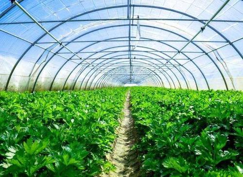 温室芹菜品种和种植时间安排