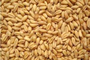2021年1月16日全国部分地区今日小麦市场价格行情
