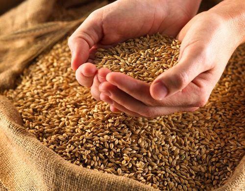 2021小麦最新价格与走势分析！