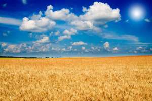 2021年1月17日全国部分地区小麦今日行情涨跌表