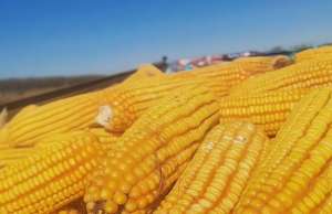 2021年1月17日全国玉米今日价格行情走势表