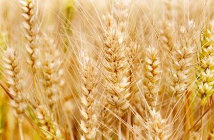 2021年1月20日全国部分地区小麦今日价格行情涨跌表