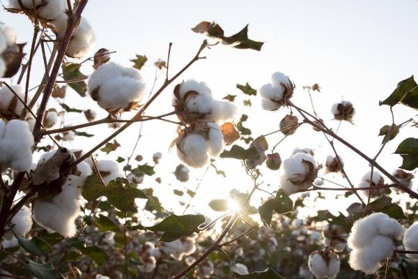 种棉花一亩地的收入，需要投资多少钱，一亩地有多少棵
