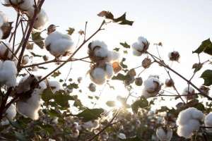 种棉花一亩地的收入，需要投资多少钱，一亩地有多少棵？