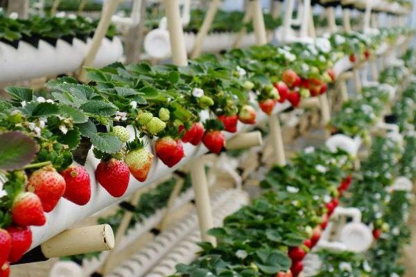无土栽培草莓一亩投入多少，投资成本大不大？
