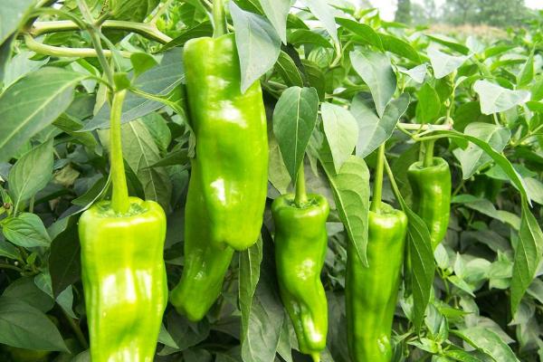 1亩种植辣椒一年收入，产出多少斤