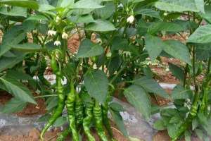 1亩种植辣椒一年收入，产出多少斤？