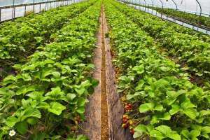 种植大棚草莓有风险吗，一亩投资多少钱？
