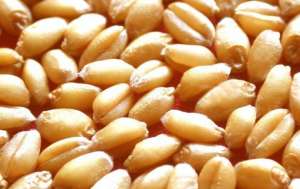 2021年1月28日全国部分地区小麦今日价格行情