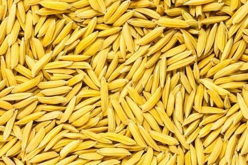 2021年2月1日全国各地水稻今日价格行情