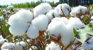 2021年2月5日全国各地今日籽棉价格行情