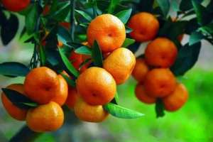 柑橘管理：大树施肥幼树壮梢
