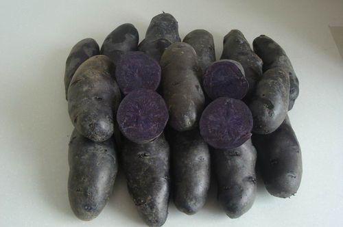 黑土豆高产栽培技术