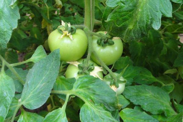 西红柿苗多大可以移栽、定植、施肥？什么时候开花