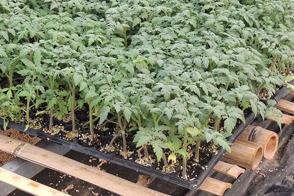 西红柿苗多大可以移栽、定植、施肥？什么时候开花