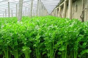 芹菜种植方法与种植时间！
