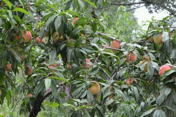 桃树什么时间施肥，施什么肥最合适?