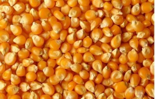 2021年2月20日全国各地今日玉米价格行情