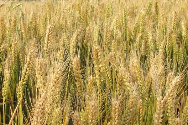 小麦施肥的时间及方法，一年一次可以吗