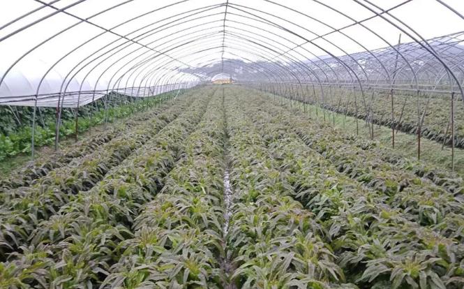 大棚春甜玉米+夏毛豆+冬莴笋栽培模式效益高，每亩净赚11000元！