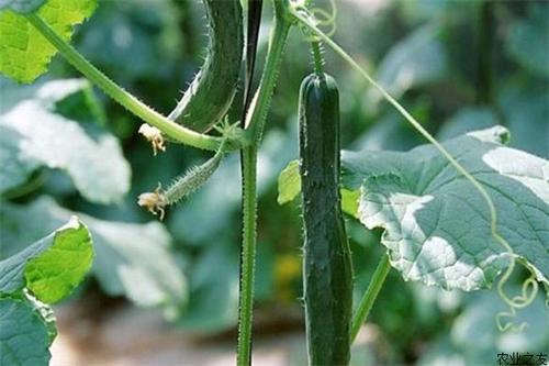 黄瓜种植“五秘诀”，轻松管理促高产