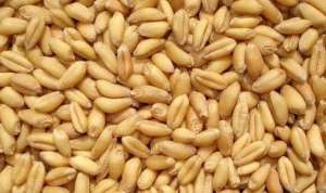 2021年3月4日全国部分地区今日小麦价格行情