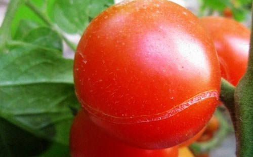 西红柿为什么出现裂口现象？