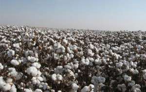 2021年3月10日全国各地今日籽棉价格行情