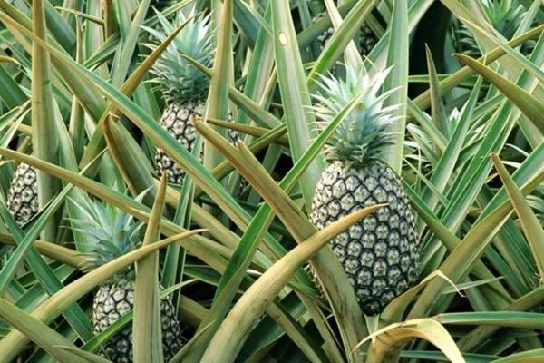 菠萝的种植方法和技术，对环境有一定要求