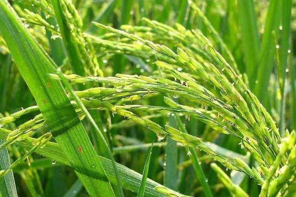 水稻叶面肥用哪些较好，什么温度使用效果更好