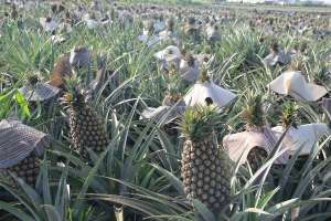菠萝的种植方法和技术，对环境有什么要求？
