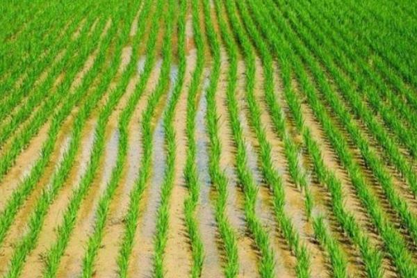 水稻叶面肥用哪些较好，什么温度使用效果更好