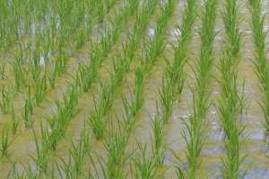 水稻钾肥什么时候扬合适？