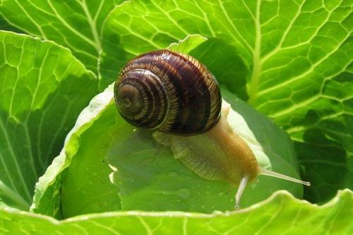 大棚蜗牛防治方法