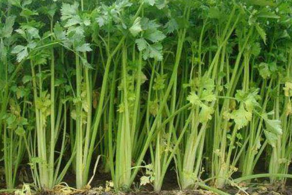 芹菜种植时间及方法