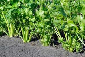 芹菜种植时间与方法