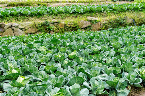 2021年开春种植什么蔬菜合适-摄图网