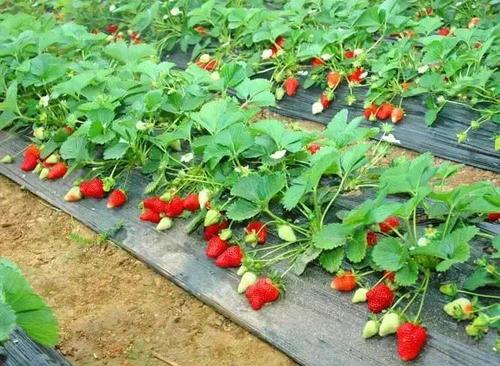 遇变天 大棚草莓如何管？