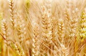 2021年3月26日全国各地小麦今日价格行情