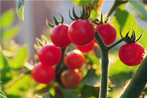 夏季番茄种植方法