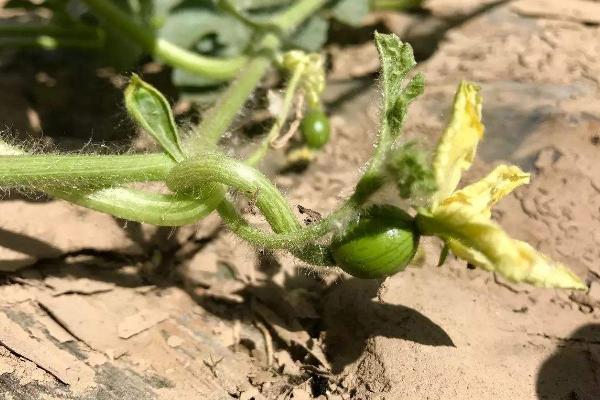 西瓜苗怎么培育和种植