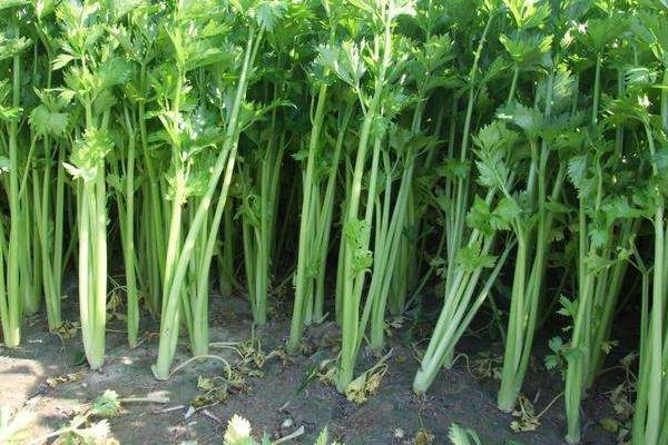 芹菜种植时间及方法
