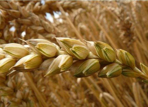 小麦干热风形成原因与防治？