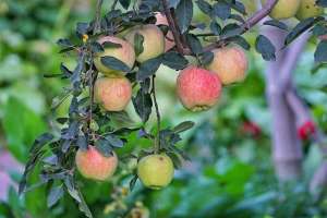 苹果树农药全年配方表