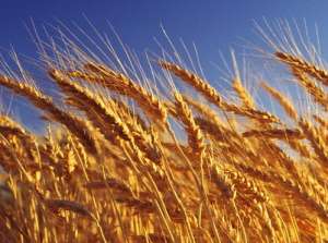 2021年4月2日全国市场今日小麦价格行情