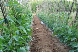 秋芸豆种植时间和方法