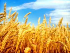 2021年4月7日全国各地市场今日小麦价格