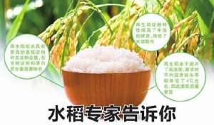再生稻为什么更好吃，如何种出优质味美的好米？