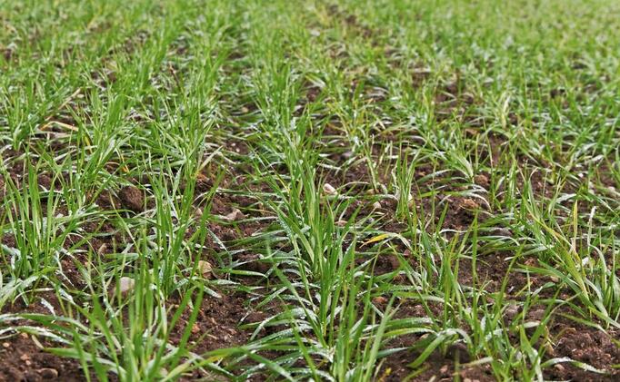 春季小麦水肥管理和病虫害防控的要点
