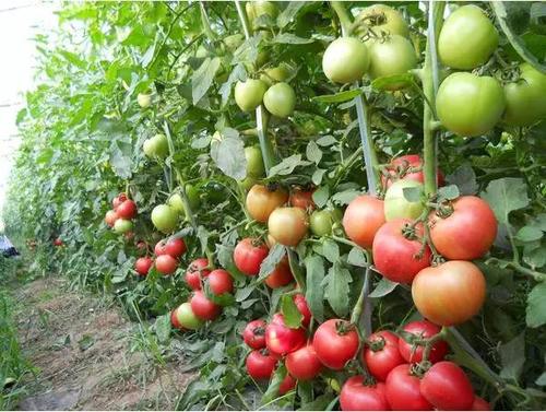 番茄高产种植，这三个关键点一定要掌握！